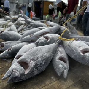 Atlantic Bluefin Tuna